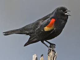 Black Bird With Orange Wings Ohio Red Winged Blackbird Red Wing Blackbird Black Bird Common Birds