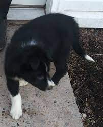 Border Collie Puppy For Sale In Mc Veytown Pa Adn 66332 On Puppyfinder Com Gender Male Age 9 Collie Puppies For Sale Collie Puppies Border Collie Puppies