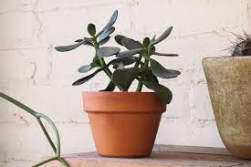 Image result for Crassula lanceolata