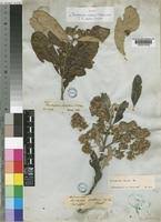 Image result for Brachylaena discolor