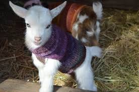 Knitted Goat Sweater For Newborn Nigerian Dwarf Goat Etsy Goats In Sweaters Cute Goats Baby Goats In Sweaters