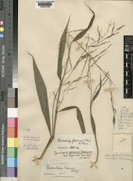 Image result for Poecilostachys oplismenoides