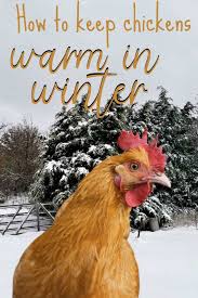 How To Care For Your Chickens In Winter Chickens Backyard Chickens In The Winter Chickens