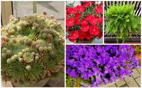 Baskets, pots, window boxes & saucers. 13 Best Perennials For Containers Garden Lovers Club