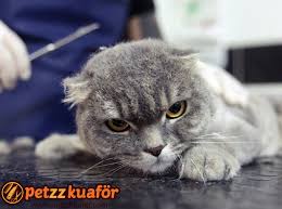 Istanbulda Kedinizi Tras Ettirebileceginiz Pet Kuaforler Kedi Blog