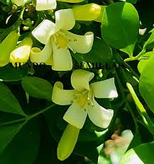 Image result for Murraya paniculata
