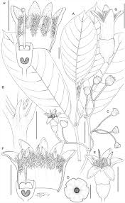 Image result for Pauridiantha