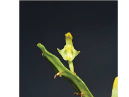 Image result for Bulbophyllum falcatum