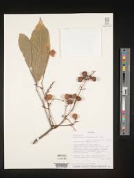 Image result for Deinbollia kilimandscharica