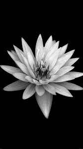 Dark Flower Black Xperia Z Background Iphone 8 Wallpaper Iphone Bakgrunn Bakgrunn Telefonbakgrunner