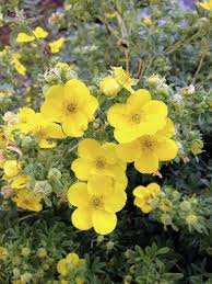 Forsythias are lovely shrubs that have an upright, yet weeping habit. Potentilla Fruticosa Finger Shrub Hedge Flowers Flowering Shrub Golden Yellow Yellow Pikist