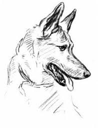 Pin On Dog Articles