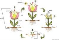 Then students are introduced to the process of plant domestication (selection of traits based on. Power Of Flowers Mystery Science Science Quiz Quizizz