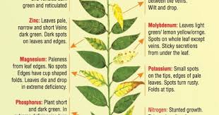 31 Disclosed Nutrient Deficiency Chart