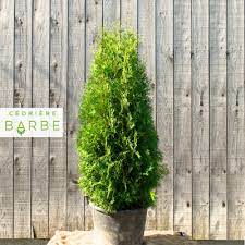 Purchase healthy, mature arborvitae trees online. Thuja Occ Brandon La Cedriere Barbe Brandon Arborvitae