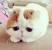 Marshmallow Teacup Kittens