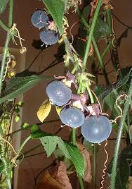 Image result for Passiflora suberosa