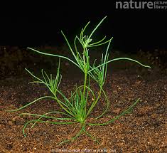 Image result for Spergula arvensis