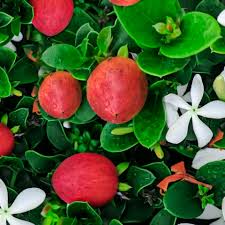 Create your natal chart here. How To Grow Natal Plum