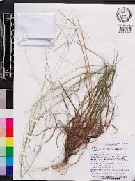 Image result for Digitaria thouaresiana