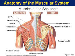 The neck is the area between the skull base and the clavicles. Anatomy Of The Muscular System Ppt Download