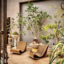 Image result for Ficus tettensis