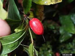 Image result for Synsepalum