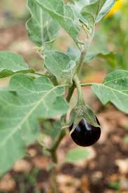 Image result for Solanum macrocarpon