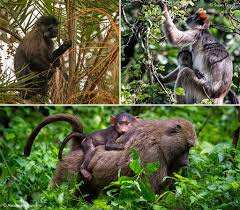 Image result for Lovoa swynnertonii