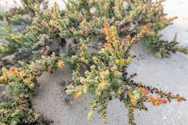 Image result for Suaeda vermiculata