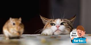 Adiknya yang masih memikirkan sesuatu menjawab apapun yang sudah terjadi ya, sudahlah. Kucing Ternyata Tak Efektif Jadi Musuh Tikus