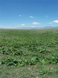 Get a call from 3192222800? Flora And Plant Formations Distributed In At Bashy Valleys Internal Tien Shan In Kyrgyzstan And Interactions With Climate Springerlink