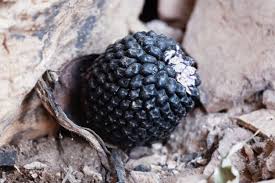 Image result for Sauromatum venosum