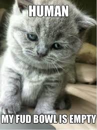 Share the best gifs now >>>. Human Www Meme Lol Com Cat Memes Clean Cat Memes Grumpy Cat Meme