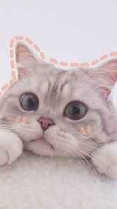 Nazan Adli Kullanicinin Wallpaper Panosundaki Pin Sevimli Kedi Yavrulari Sevimli Hayvan Yavrulari Sevimli Kediler