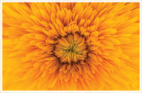 Want to know what yellow flowers symbolise when you send a bouquet of find out when to impress with blue, white, purple and pink flowers in our special guides on flower meanings. 30 Types Of Yellow Flowers Ftd Com