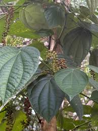 Image result for Tristemma mauritianum