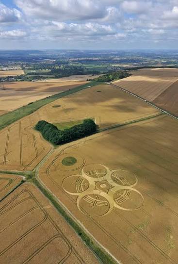 Roundway Hill near Devizes, Wiltshire | 25th July 2010 | Wheat OV - Temporary Temples