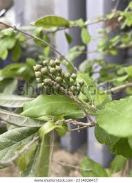 Image result for Crossopteryx