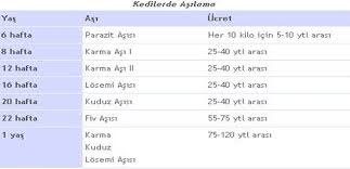 Yavru Kedi Bakimi