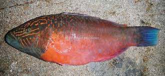 Image result for Oxyrhachis gracillima