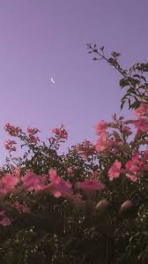 This pin was discovered by lexi grant. Wallpapers Pink Aesthetic Pink í•'í¬ Crd Pinterest Facebook
