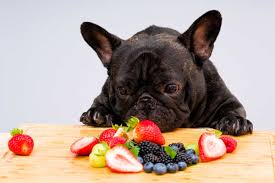 Dog owners purchasing puppy food for french bulldogs have to keep one conundrum in mind when food shopping for these pets. Best Dog Food For Frenchies Uk Butternut Box Pure Poppy S Picnic
