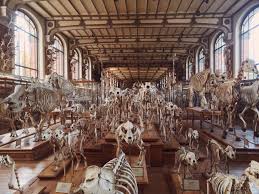 A Giant Cabinet Of Curiosities In Paris Cabinet Of Curiosities Museum History Museum