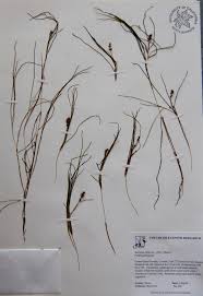 Image result for Potamogeton richardii