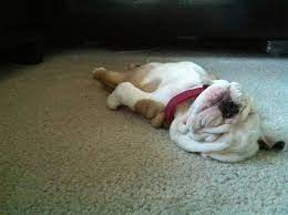 I...I think he's melting : aww