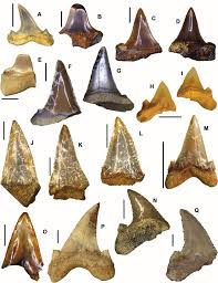 We did not find results for: Representatives Of The Lamniformes Lamnidae And Otodontidae From Download Scientific Diagram