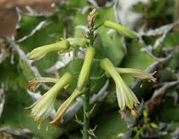 Image result for Aloe veseyi