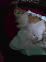 After strenuous exercise, cats pant or breathe through their mouth. My Cat Is In Labor For About 8 Hours She Delivered A Still Born Kitten There Are Kittens In Her She Is Opening Her Mouth Wide Open Petcoach