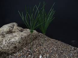 Image result for Eriospermum roseum